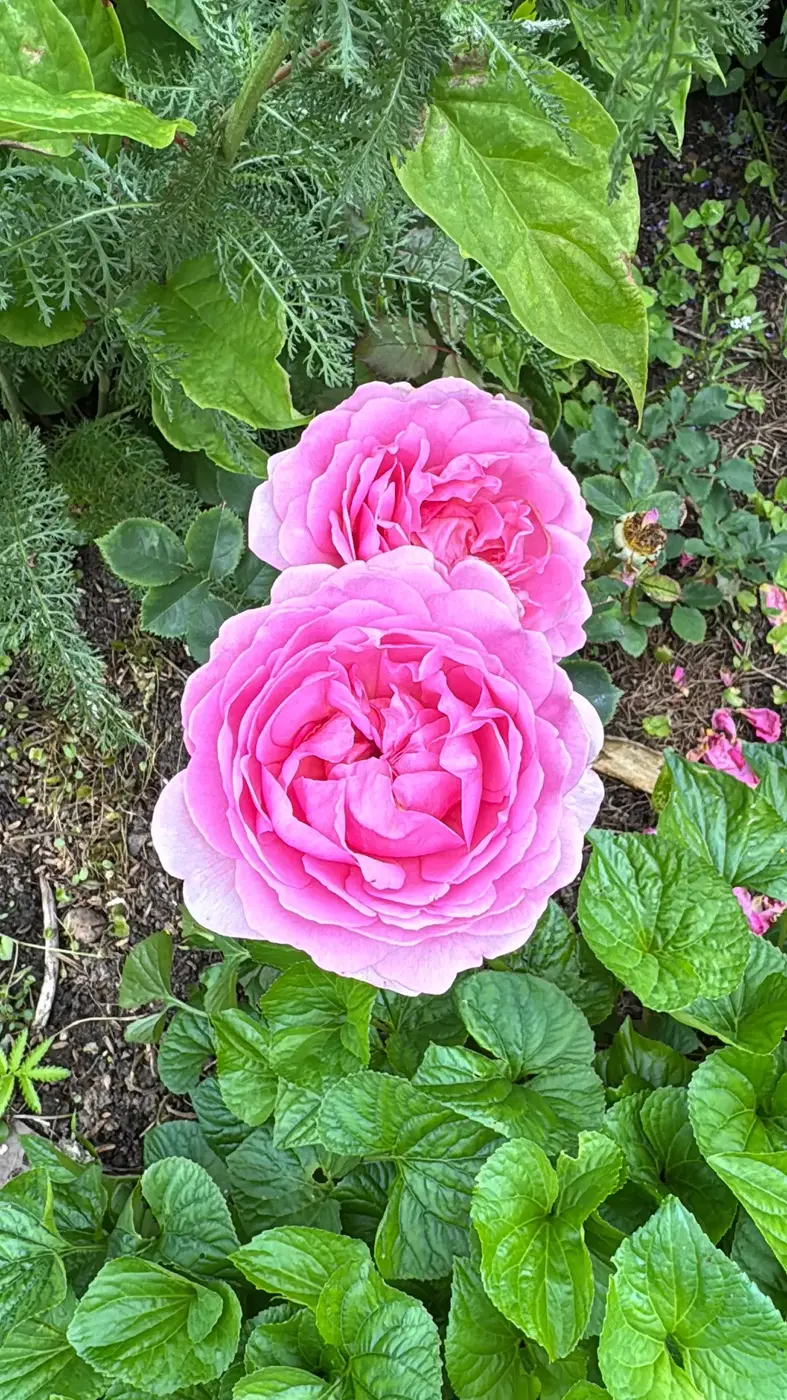 РОЗА ПРИНЦЕСС АЛЕКСАНДРА (PRINCESS ALEXANDRA OF KENT)