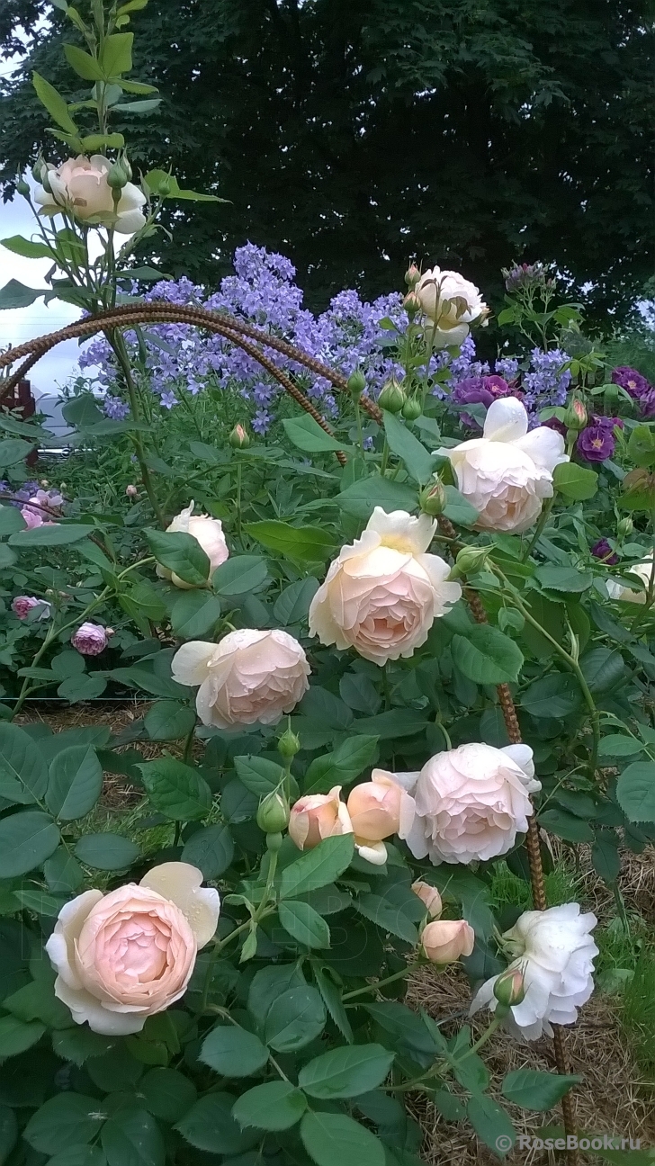 РОЗА ВОЛЛЕРТОН ОЛД ХОЛЛ (WOLLERTON OLD HALL)