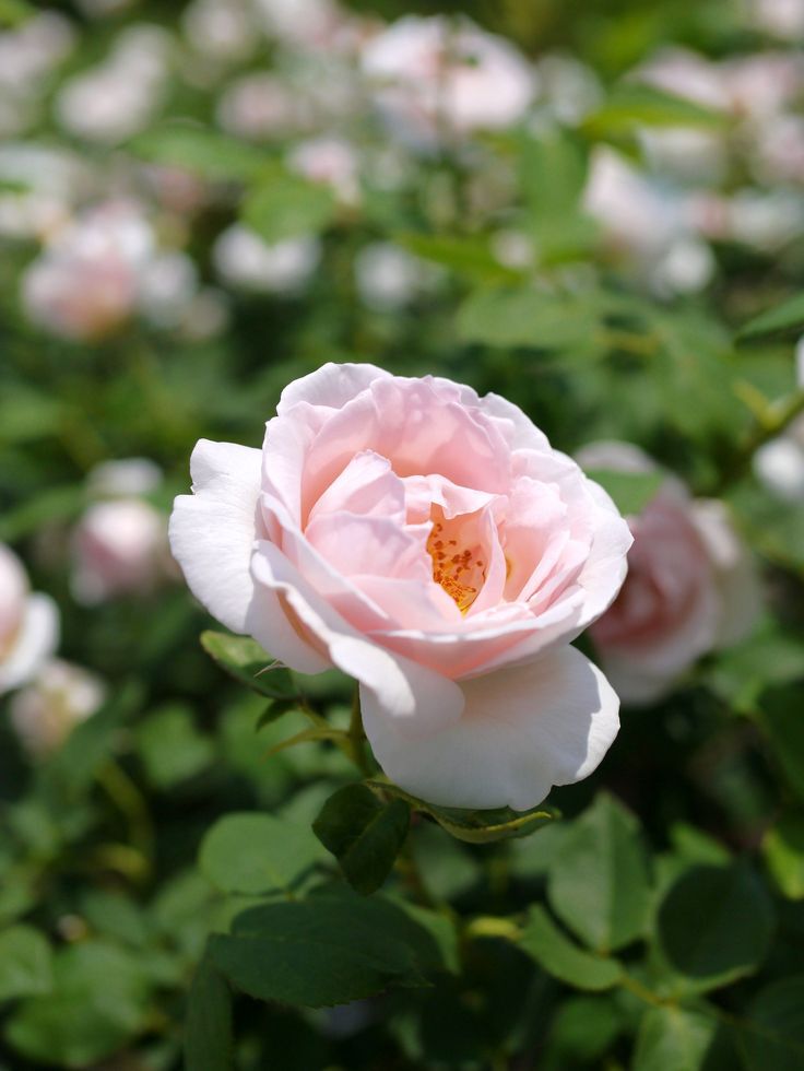 РОЗА ЗЕ ПРИОРЕСС THE PRIORESS