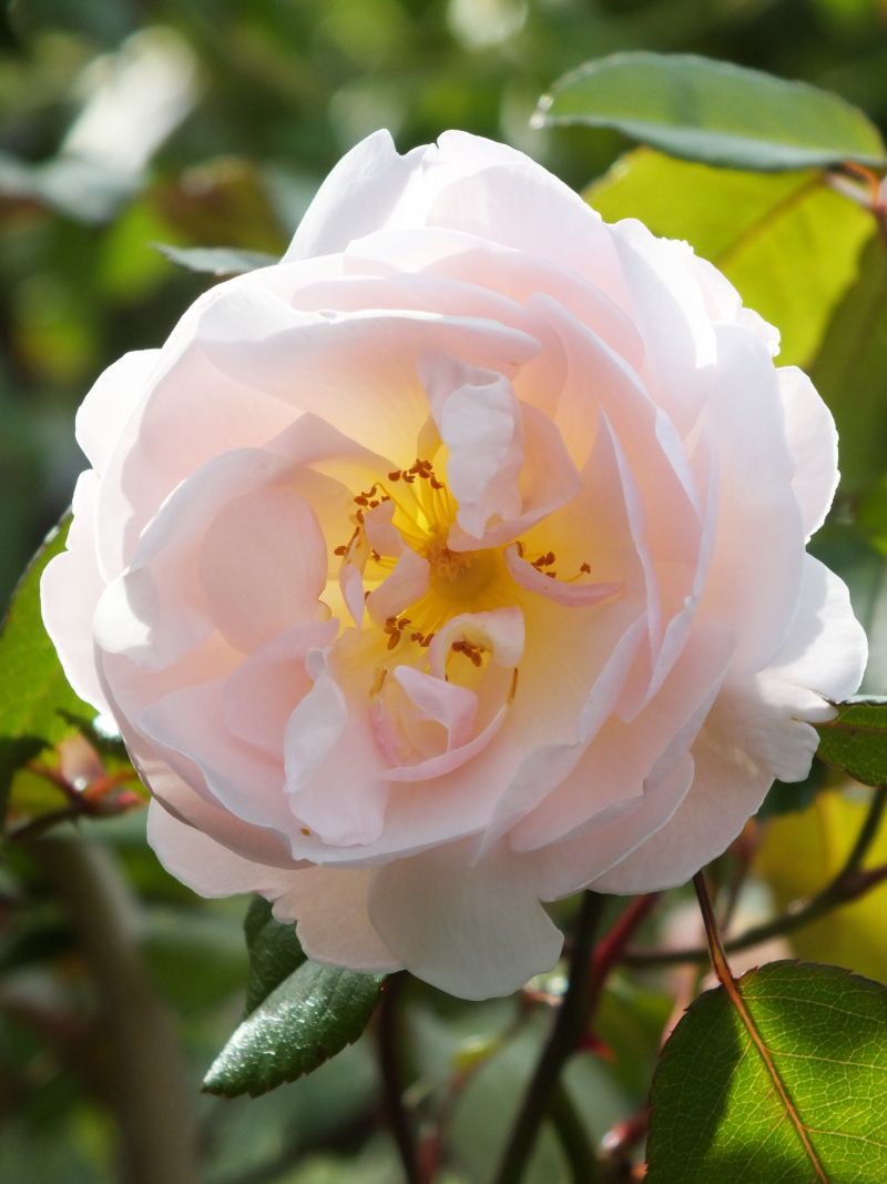 РОЗА ЗЕ ЛЕДИ ОФ ЗЕ ЛЕЙК (THE LADY OF THE LAKE)