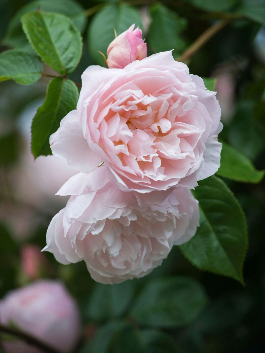 РОЗА ЗЕ ДЖЕНЕРОУЗ ГАРДЕНЕР (THE GENEROUS GARDENER)