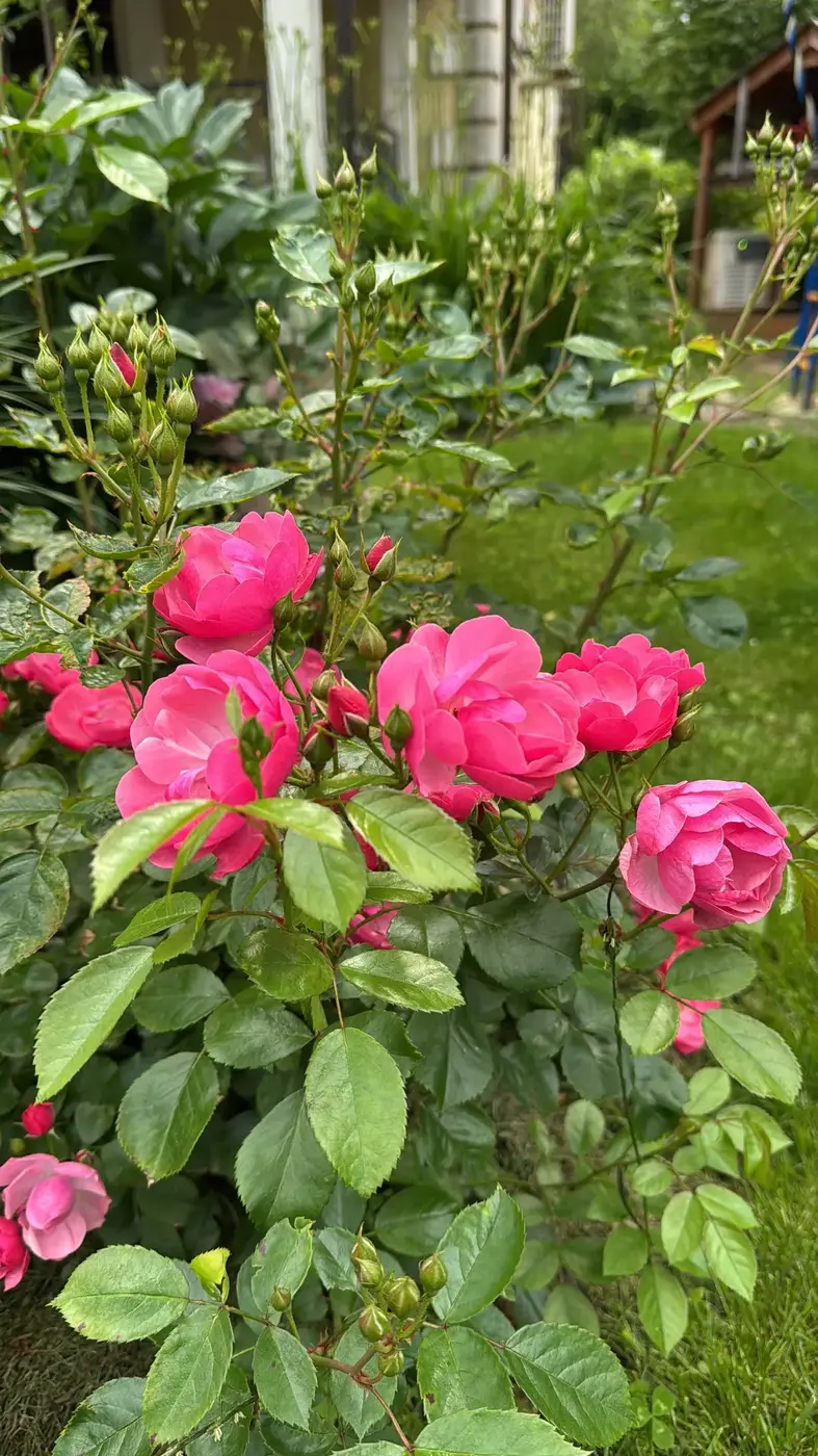 РОЗА АНГЕЛА (ANGELA)