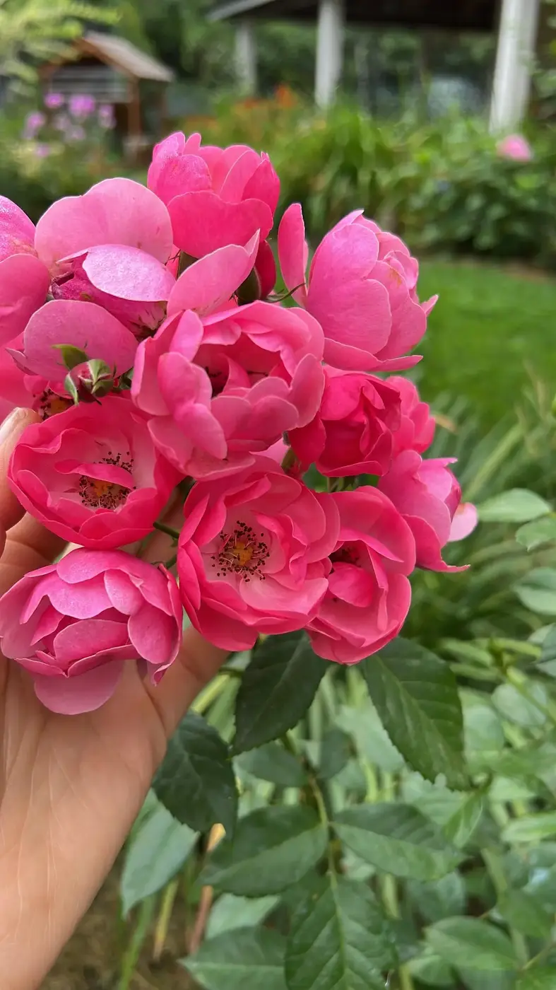 РОЗА АНГЕЛА (ANGELA) — изображение 2