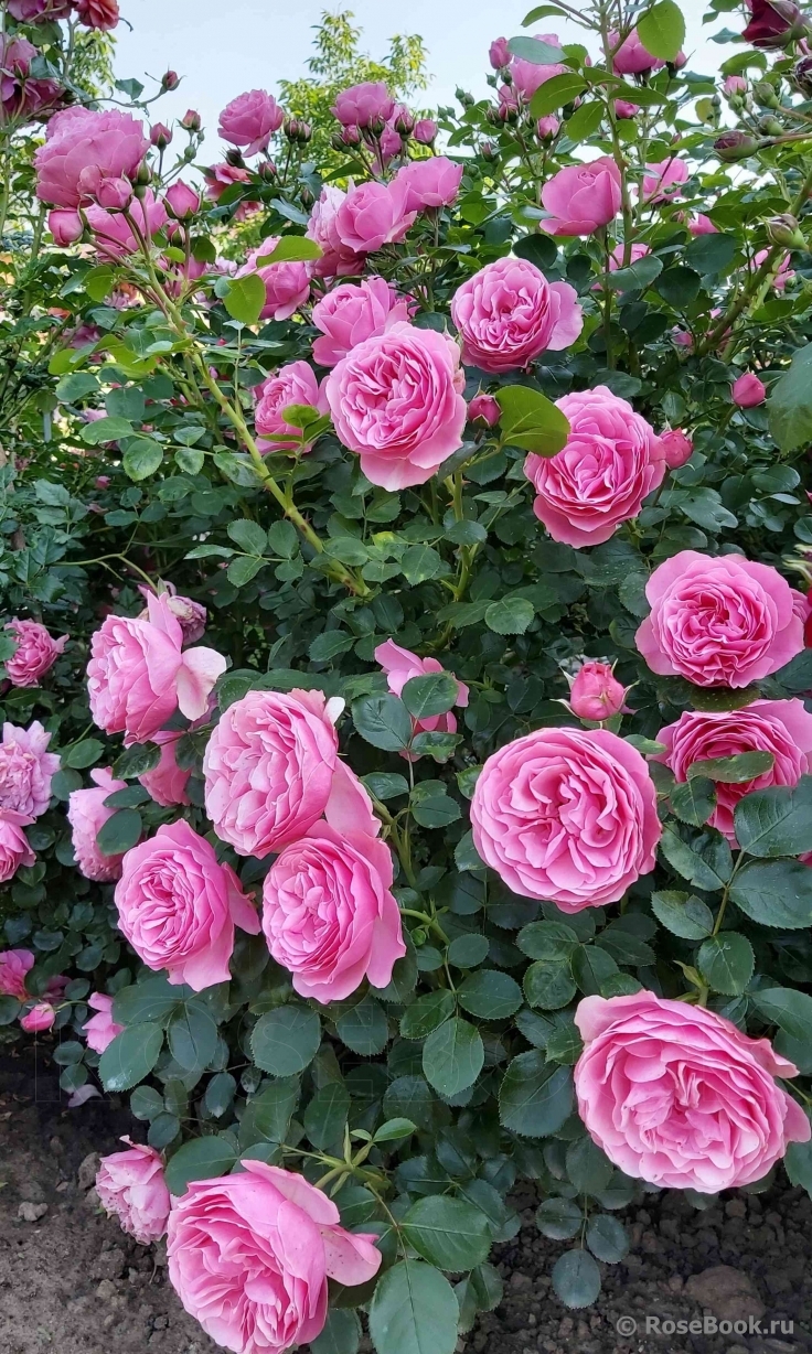 РОЗА ЛЕОНАРДО ДА ВИНЧИ (LEONARDO DA VINCI)