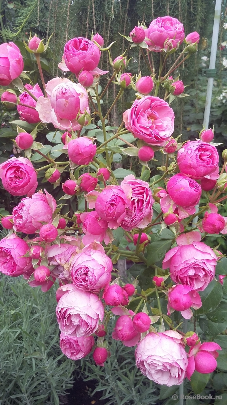 РОЗА ПОМПОНЕЛЛА (POMPONELLA)