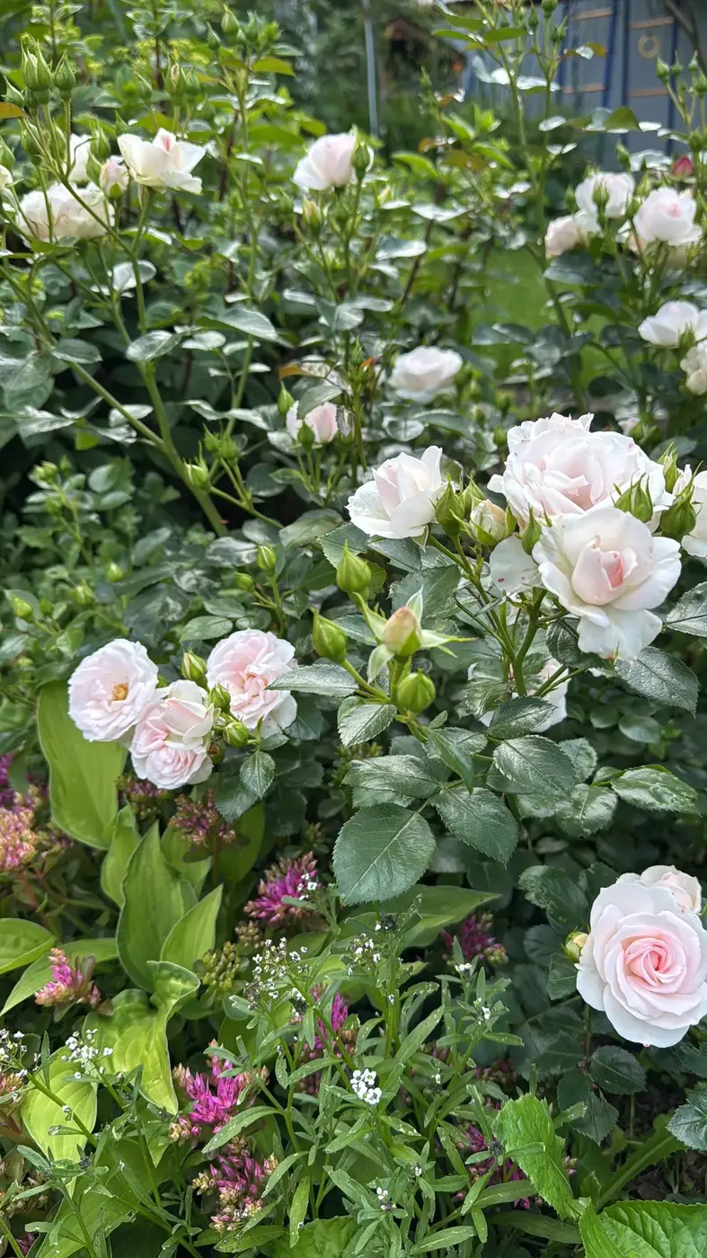 РОЗА АСПИРИН РОУЗ (ASPIRIN ROSE)