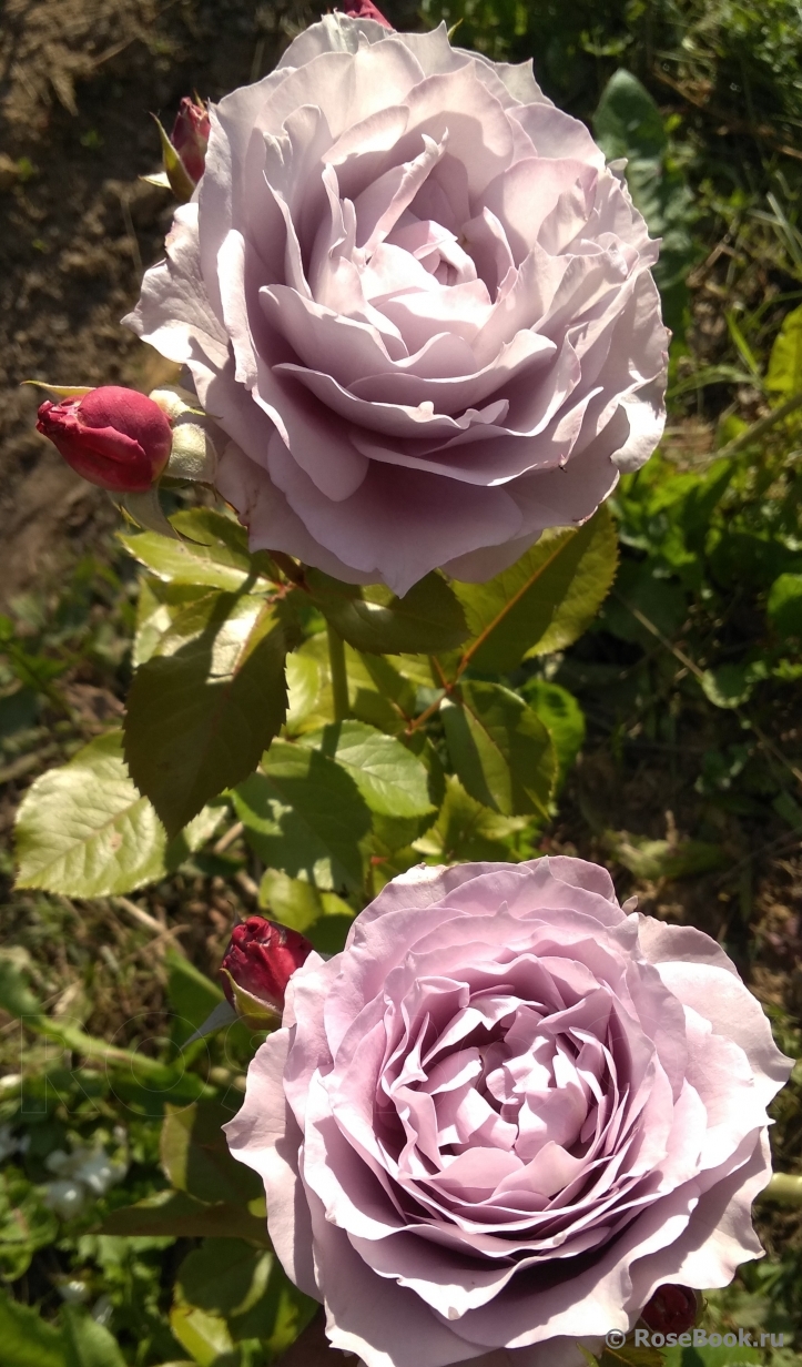 РОЗА НОВАЛИС (NOVALIS)