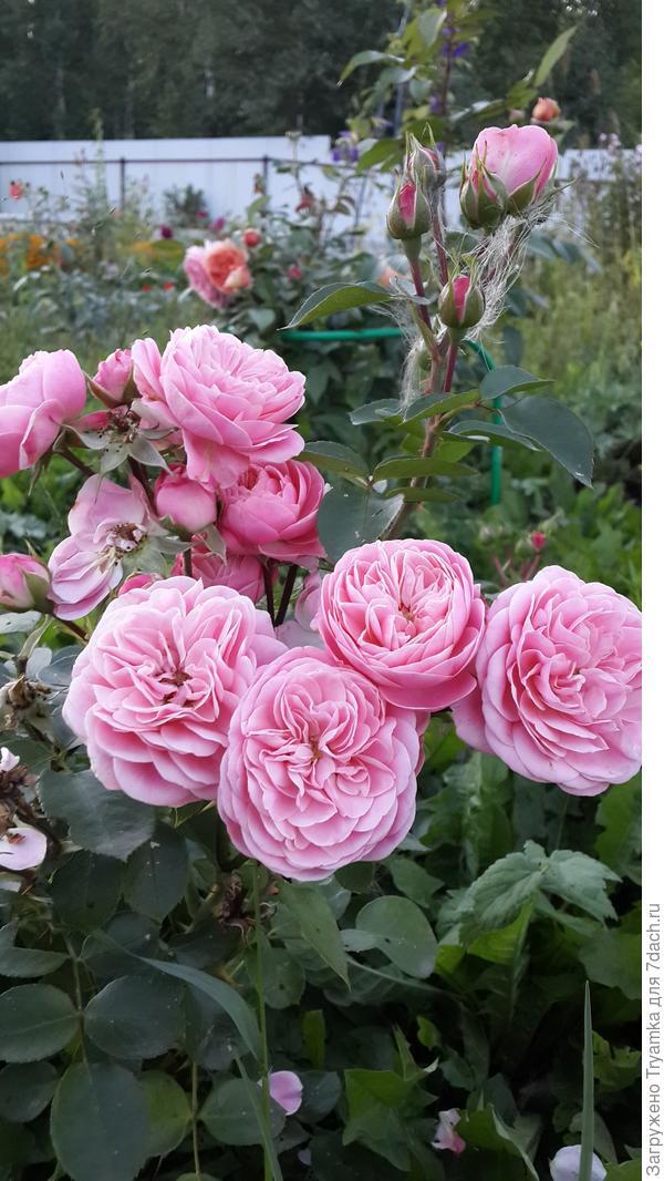 РОЗА БАЙЛАНДО (BAILANDO)