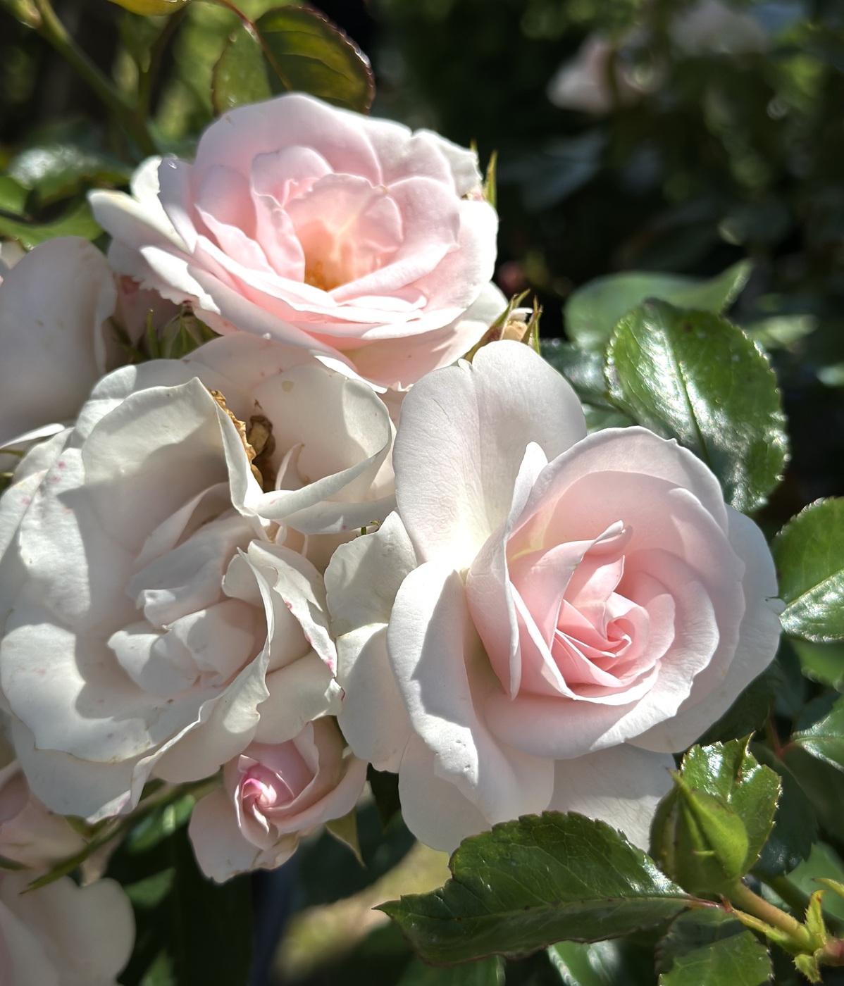 РОЗА АСПИРИН РОУЗ (ASPIRIN ROSE)