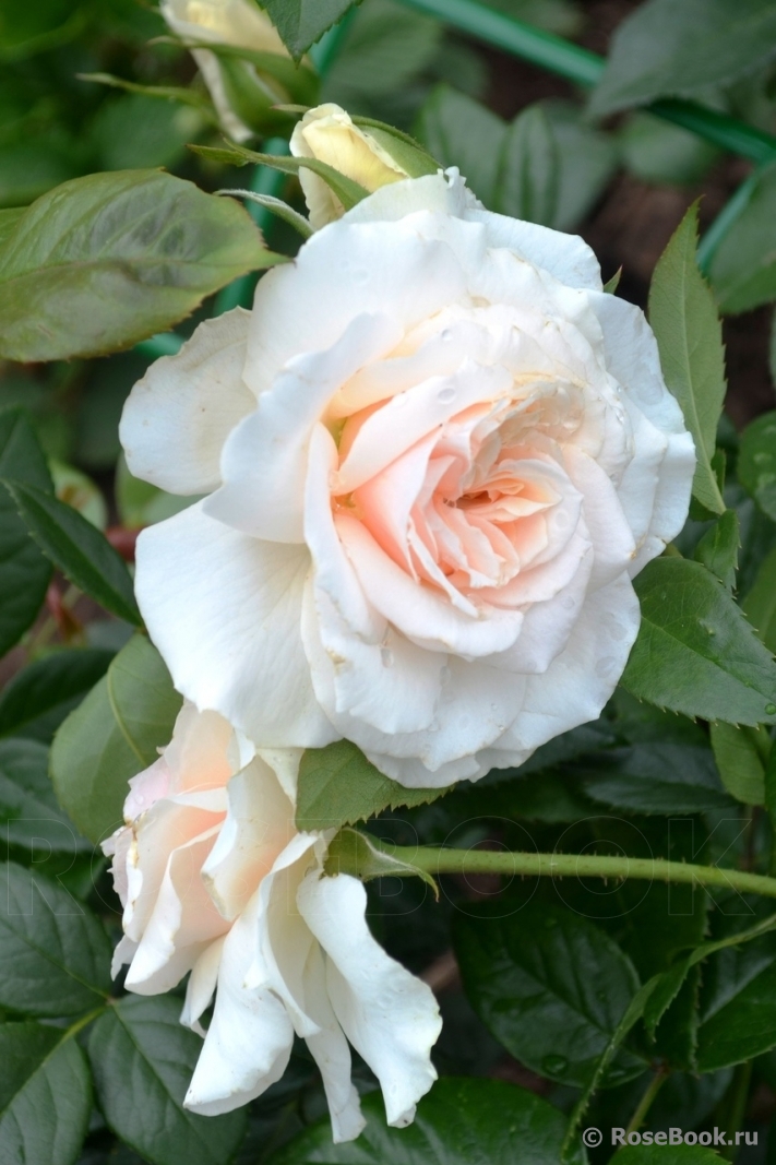 РОЗА ПРАЙД ЭНД ПРЕДЖУДИС (PRIDE AND PREJUDICE)