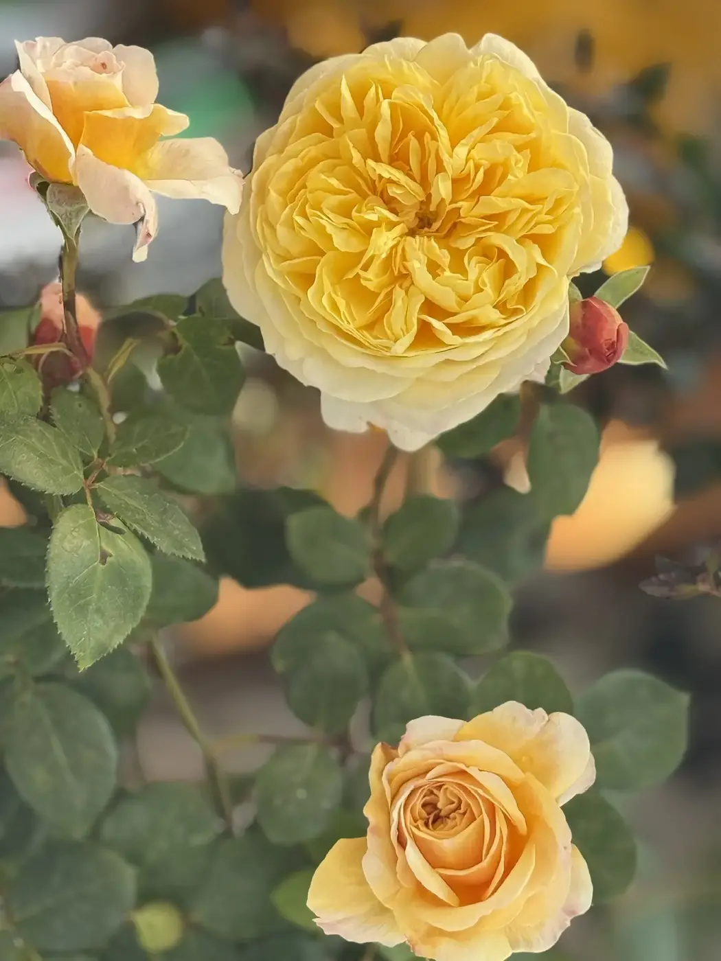 РОЗА КАТАЛИНА (CATALINA)