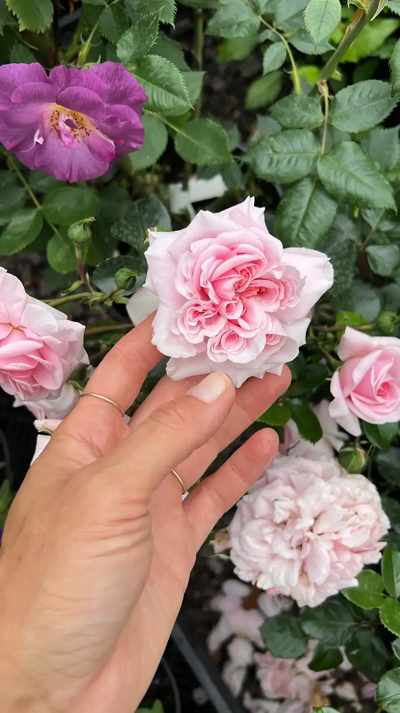 РОЗА ЛАРИСА (LARISSA)