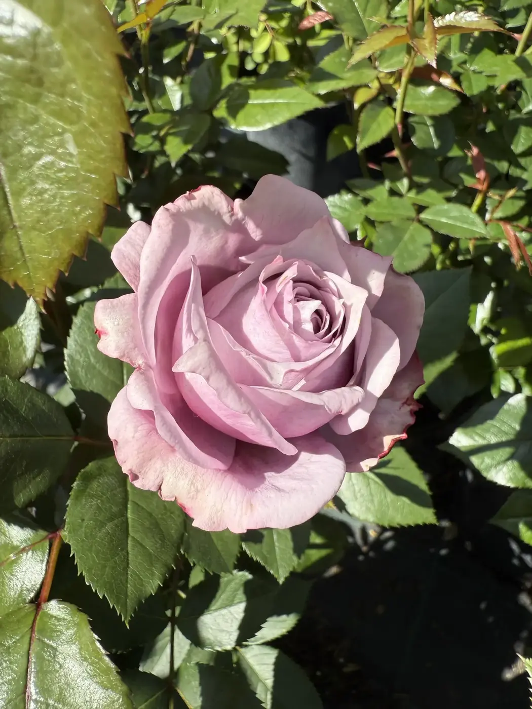 РОЗА ЛАВ СОНГ ( LOVE SONG)