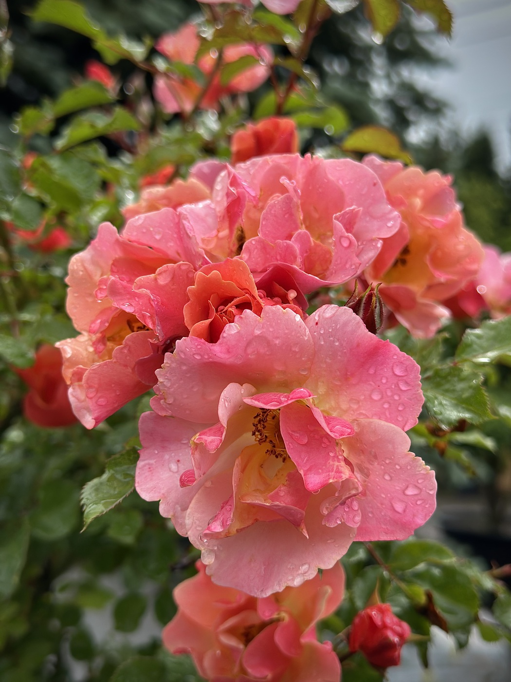 РОЗА ДЖАЗ (JAZZ)