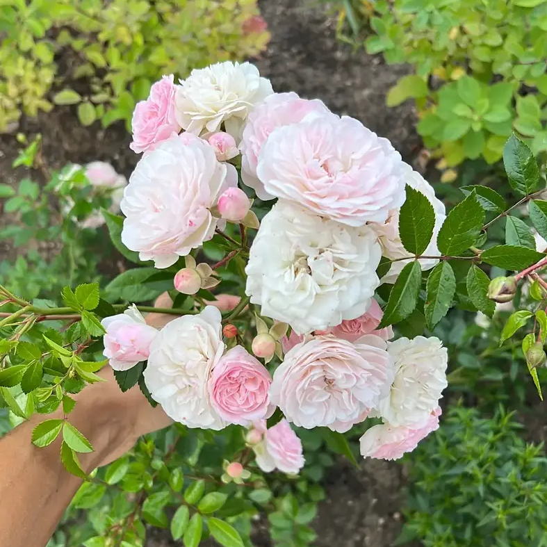 Роза `Альба Мейдиланд``Alba Meidiland`