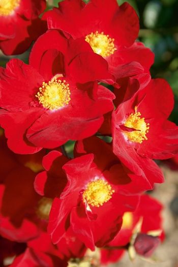 Роза `Ред вельвет``Red Velvet``Alcantara`