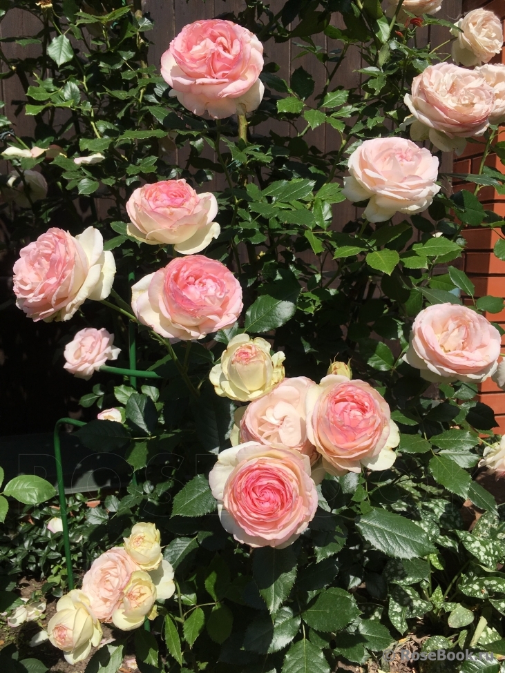 Роза `Роза Пьер Де Ронсар``Pierre de Ronsard`