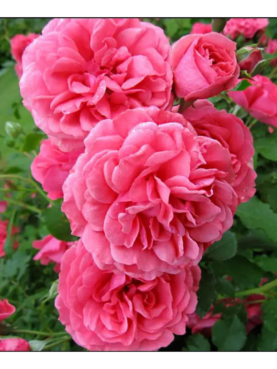 Роза `Розариум Ютерсен``Rosarium Uetersen`