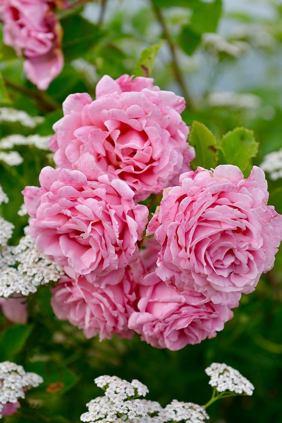 Роза `Бьенвеню``Bienvenue`