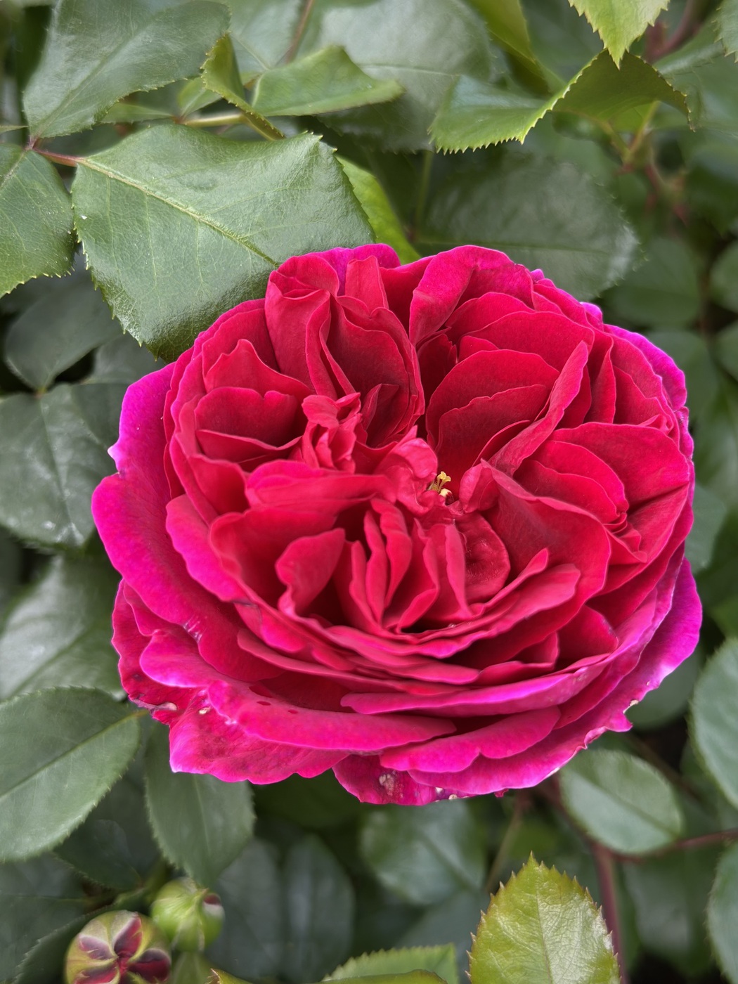 РОЗА ФАЛЬСТАФ (FALSTAFF)