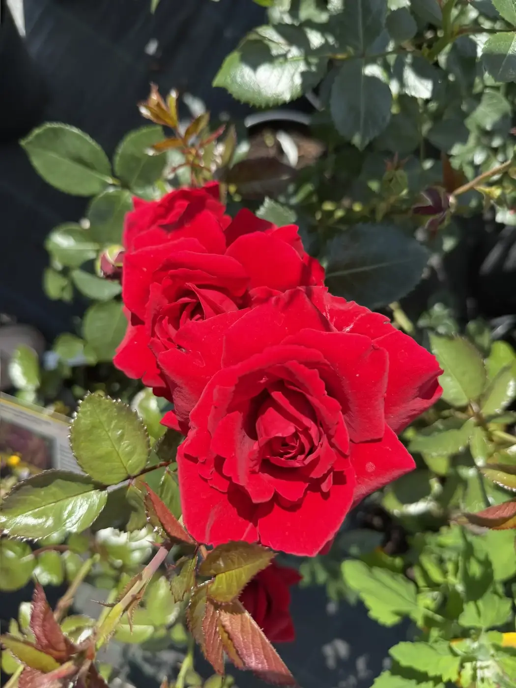 Роза `Сантана``Santana`