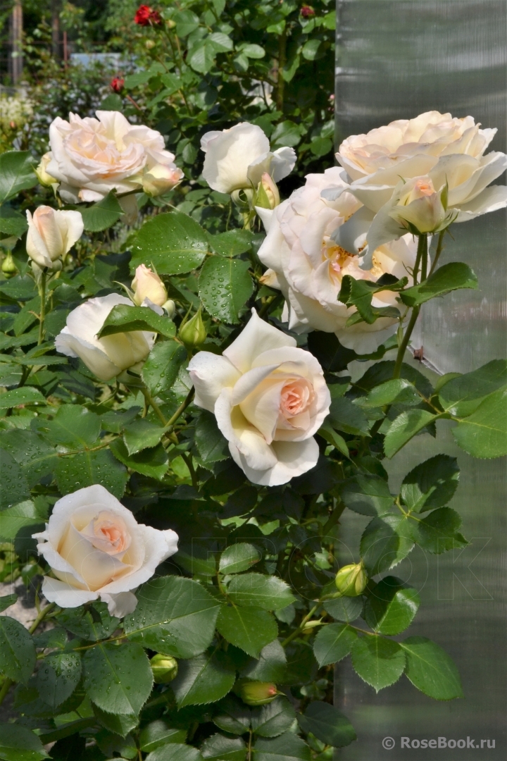 Роза `Шнеевальцер``Schneewalzer`