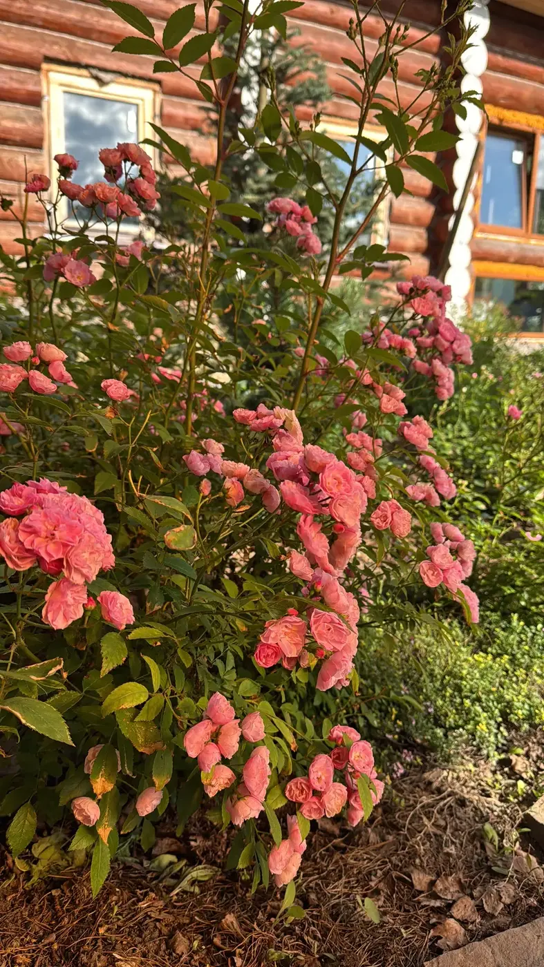 `Роза Хэвенли Пинк``Heavenly Pink`