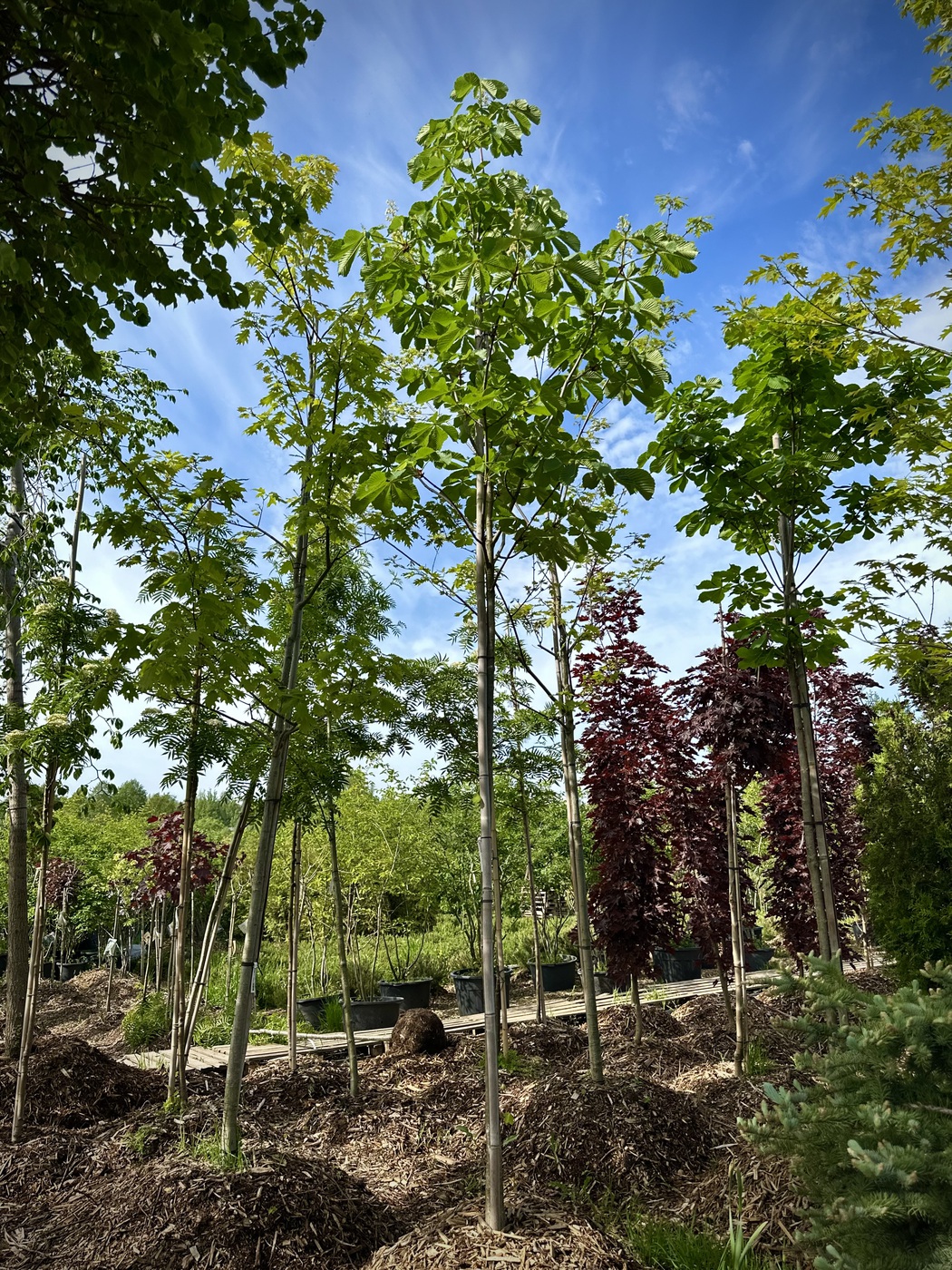 Каштан конский