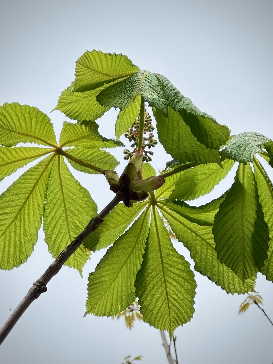 Каштан конский