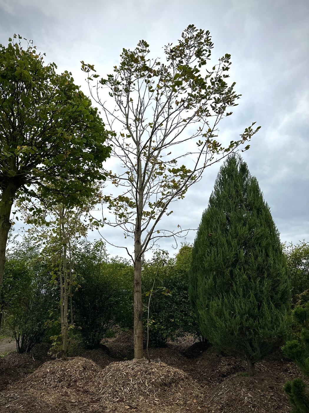 Каштан конский