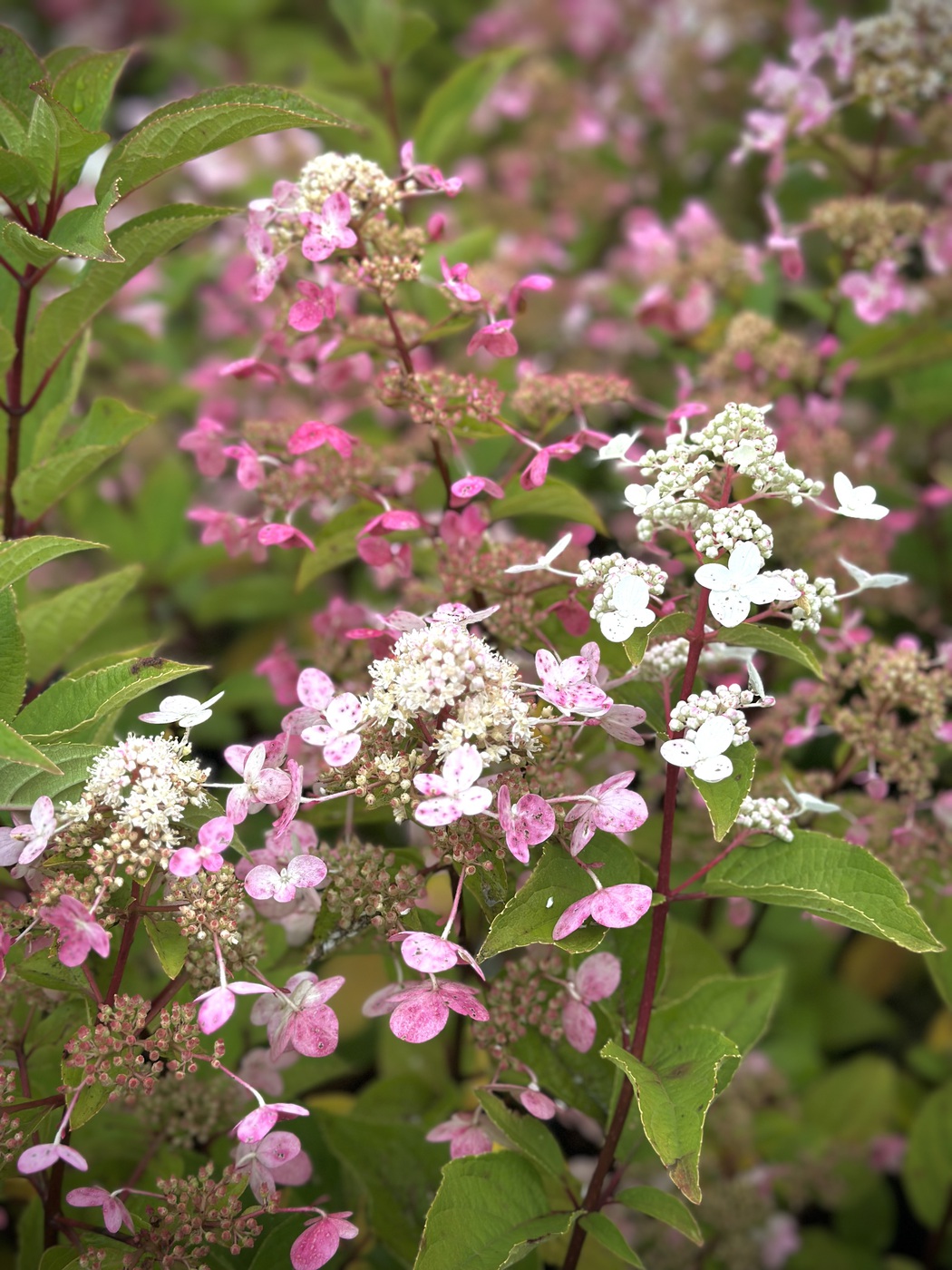 Гортензия метельчатая `Вимс Ред``Wim's Red`