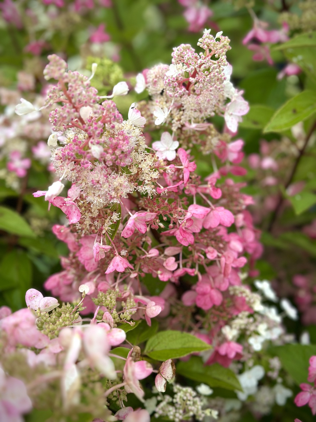 Гортензия метельчатая `Ангел Блаш``Angel`s Blush`