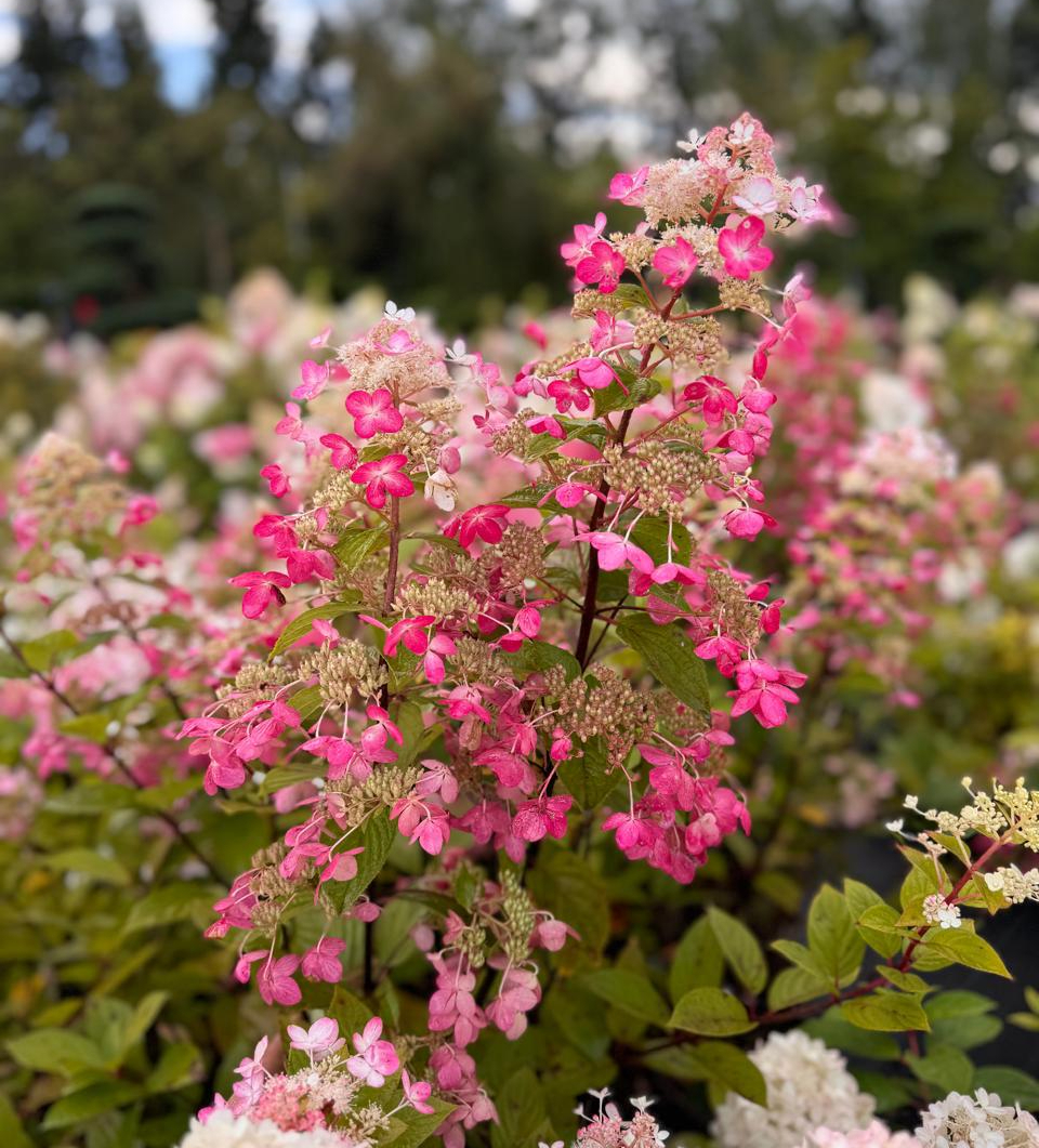 Гортензия метельчатая `Ангел Блаш``Angel`s Blush` — изображение 2