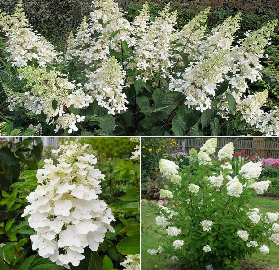 Гортензия метельчатая `Киушу``Kyushu`