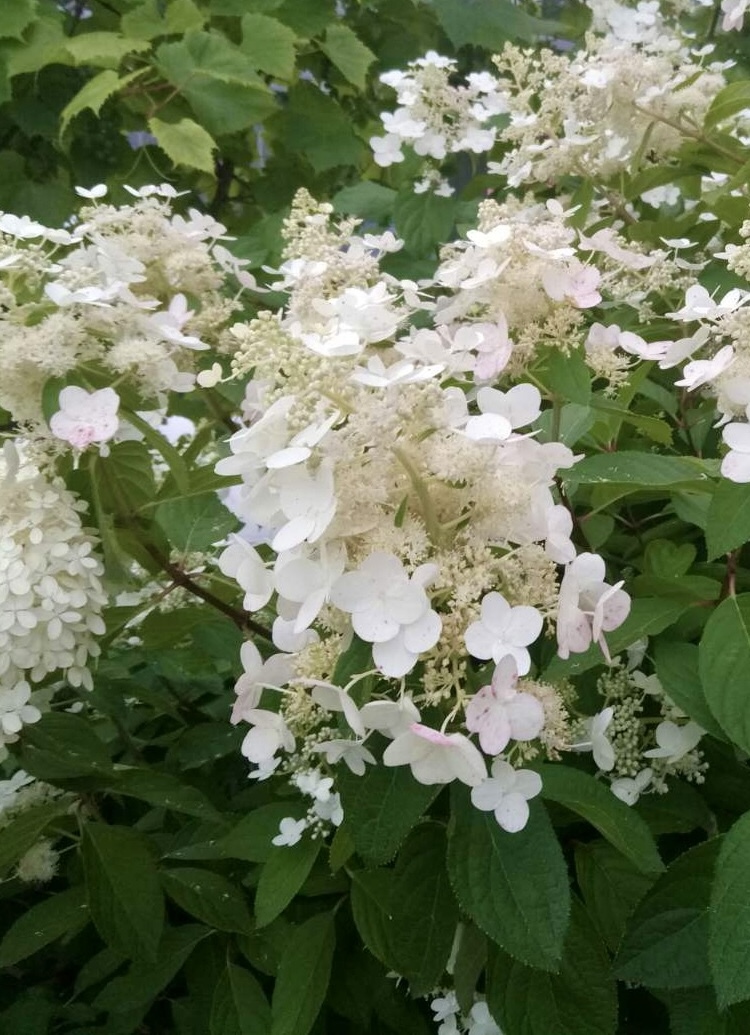 Гортензия метельчатая Киушу (Kyushu)