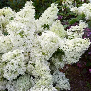 Гортензия метельчатая `Дентель де Горрон``Dentelle de Gorron`