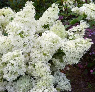 Гортензия метельчатая `Дентель де Горрон``Dentelle de Gorron`