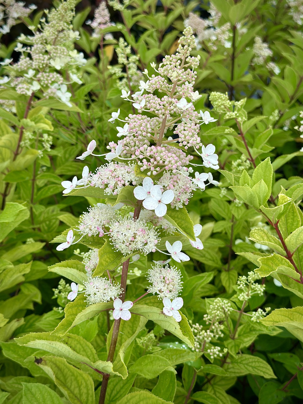 Гортензия метельчатая `Тардива``Tardiva`