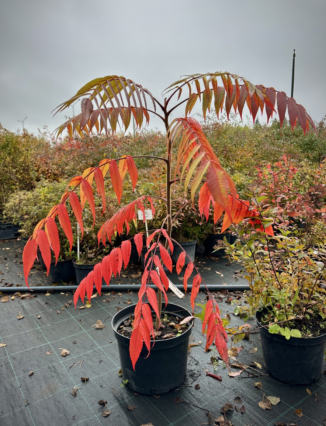 Сумах уксусный