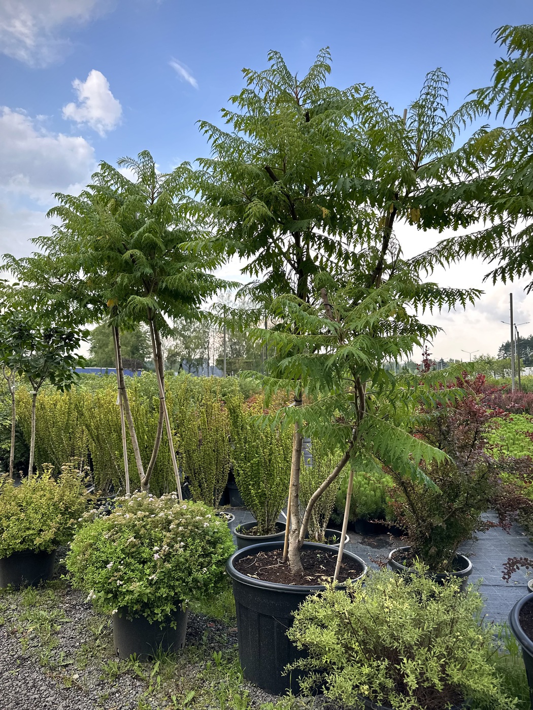 Сумах оленерогий `Диссекта``Dissecta`