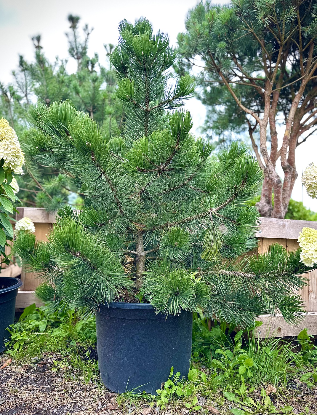 Сосна Гельдрейха `Малинки` `Malinki`