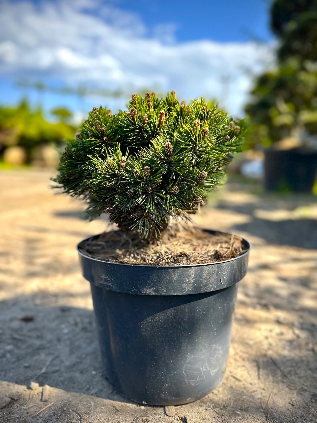 Сосна Гельдрейха белокорая `Шмидти` `Schmidtii`