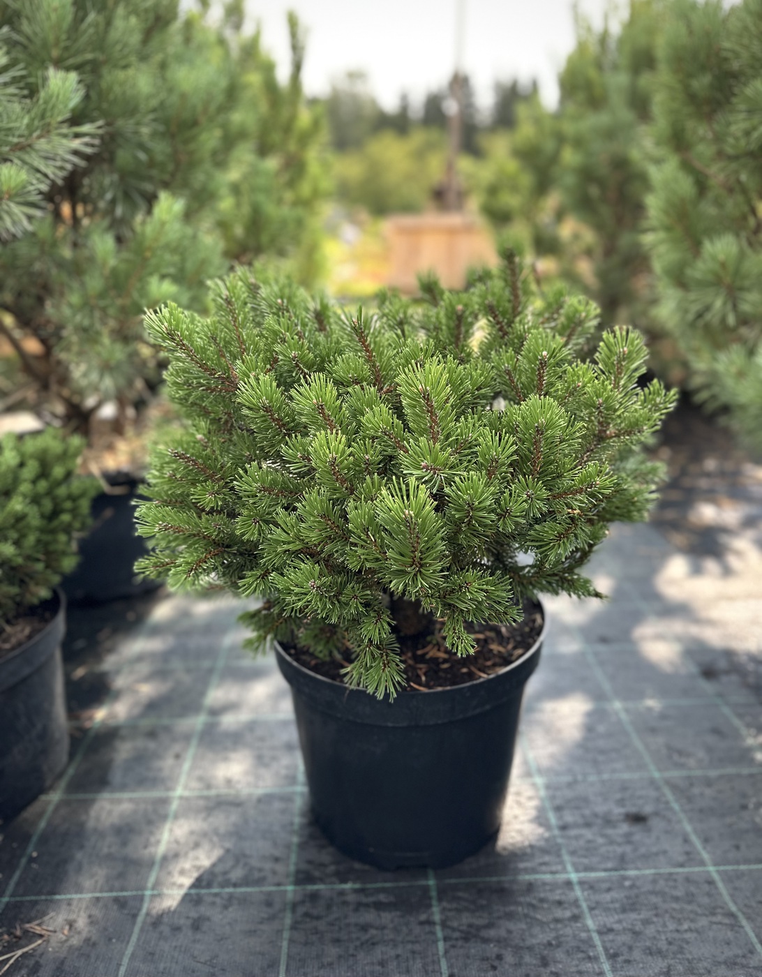 Сосна горная `Клостер Грюн``Kloster Grun`