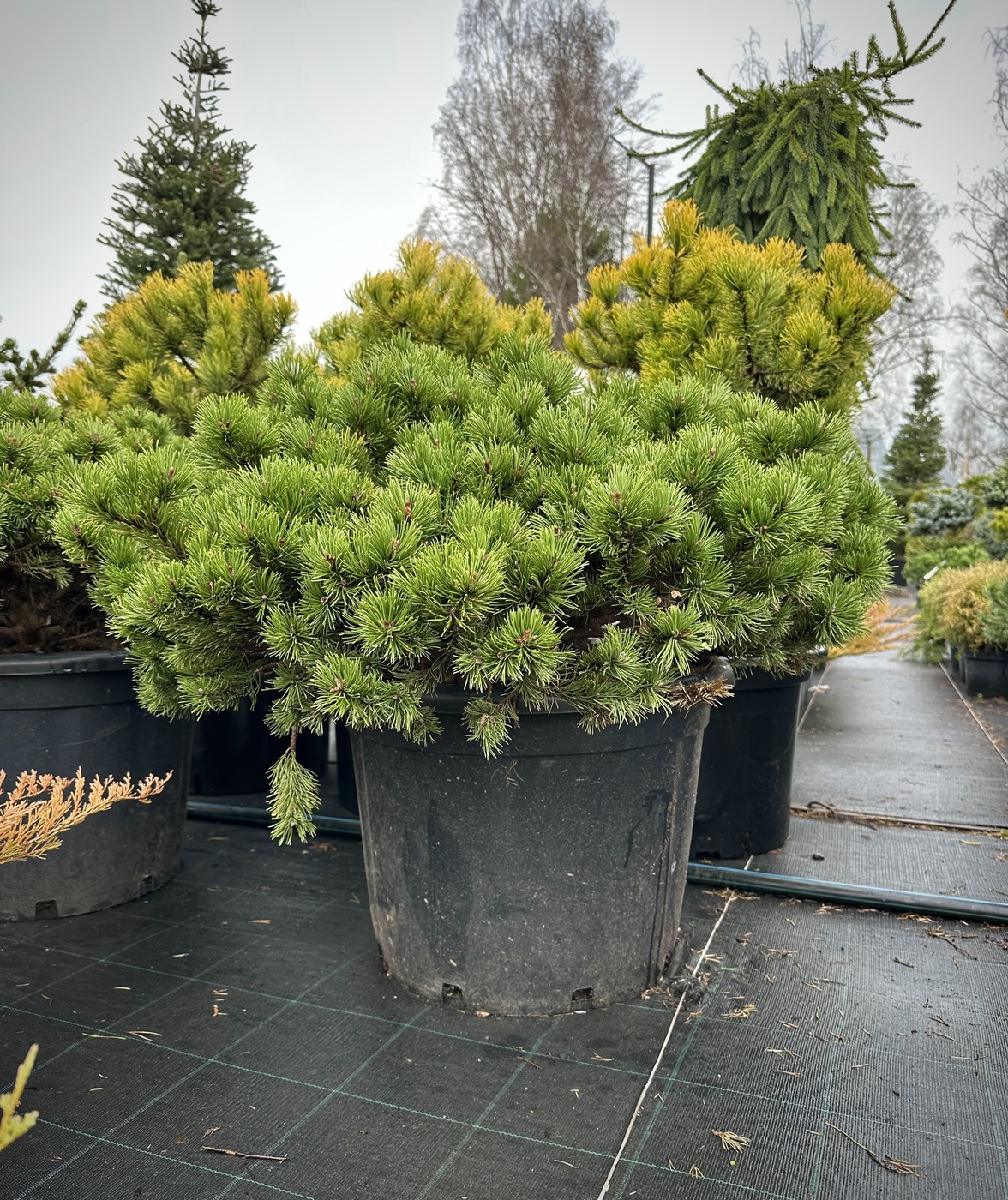 Сосна горная `Клостер Грюн``Kloster Grun`