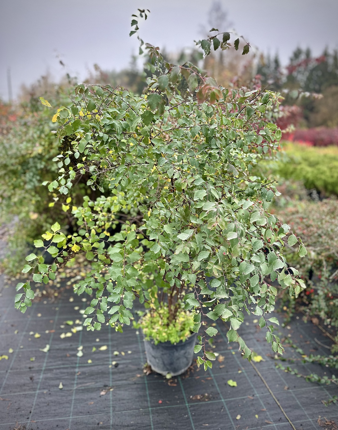 Спирея `Вангутта`