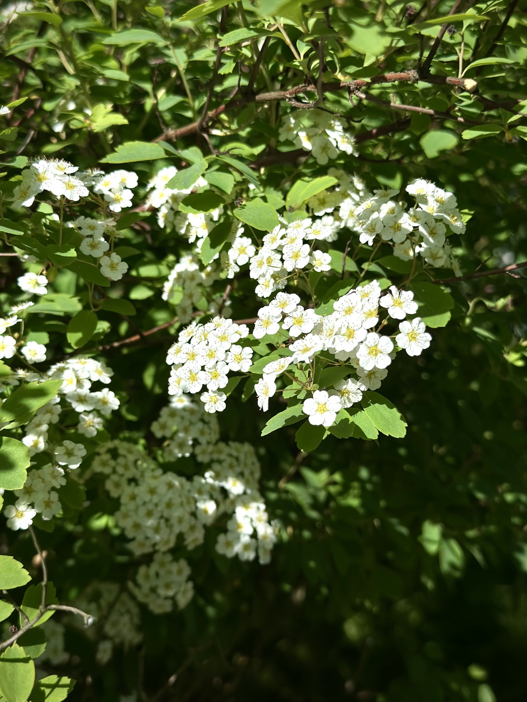 Спирея `Вангутта`