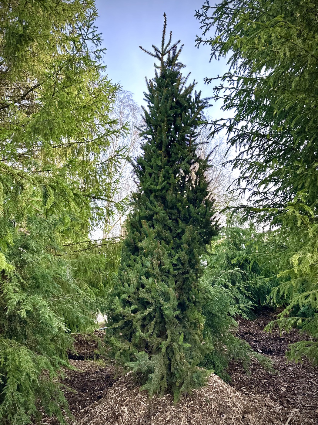 Ель обыкновенная `Купрессина``Cupressina`