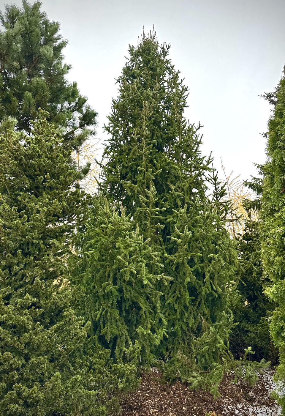 Ель обыкновенная `Купрессина``Cupressina`