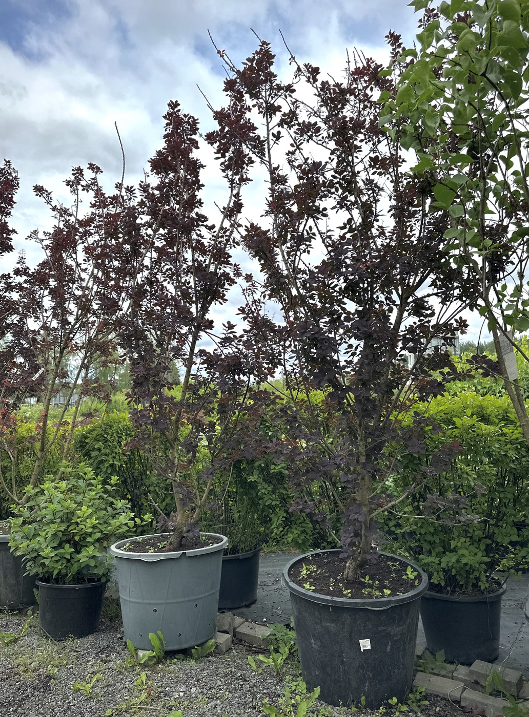 Скумпия кожевенная `Роял Пурпл``Royal Purple`