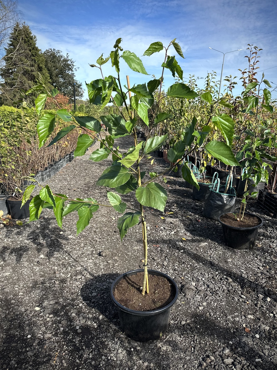 Шелковица белая `Джайнт Фрут``Giant Fruit`